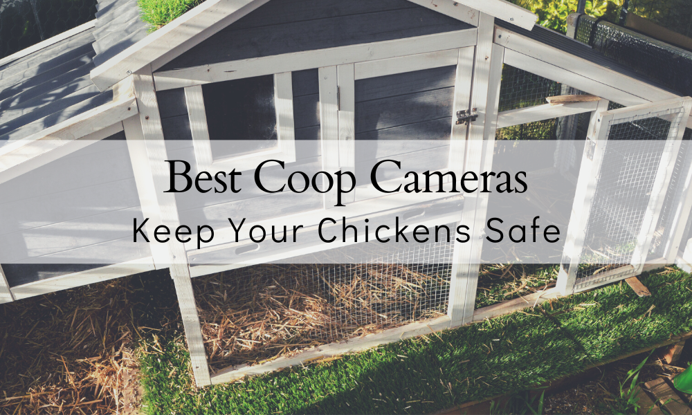 6 BEST Chicken Coop Cameras for 2024 The Farmers Cupboard