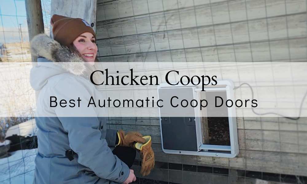 Best Automatic Chicken Coop Door