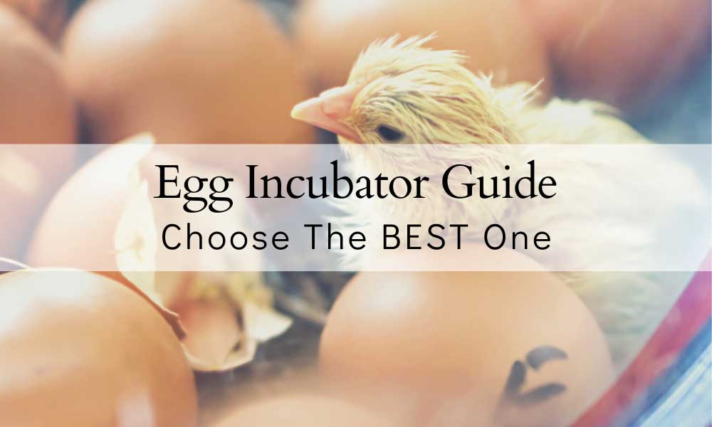 Chicken Egg Incubator