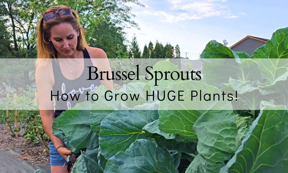 How To Grow BIG Brussel Sprouts | EASY Guide