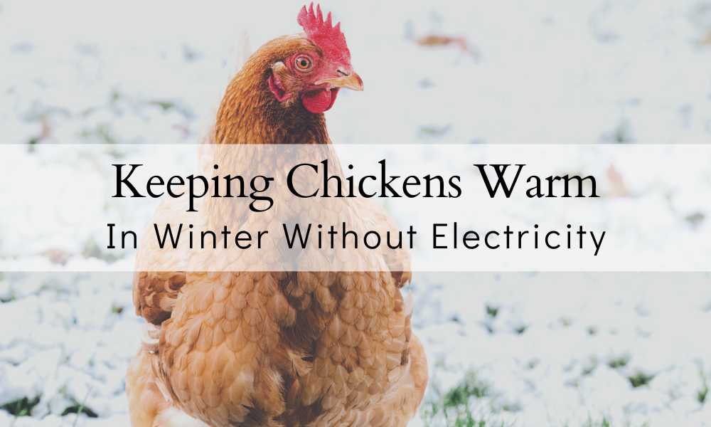 Chicken Warm in Winter